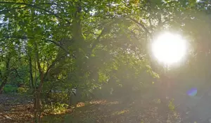 Фотография Грин принт 2